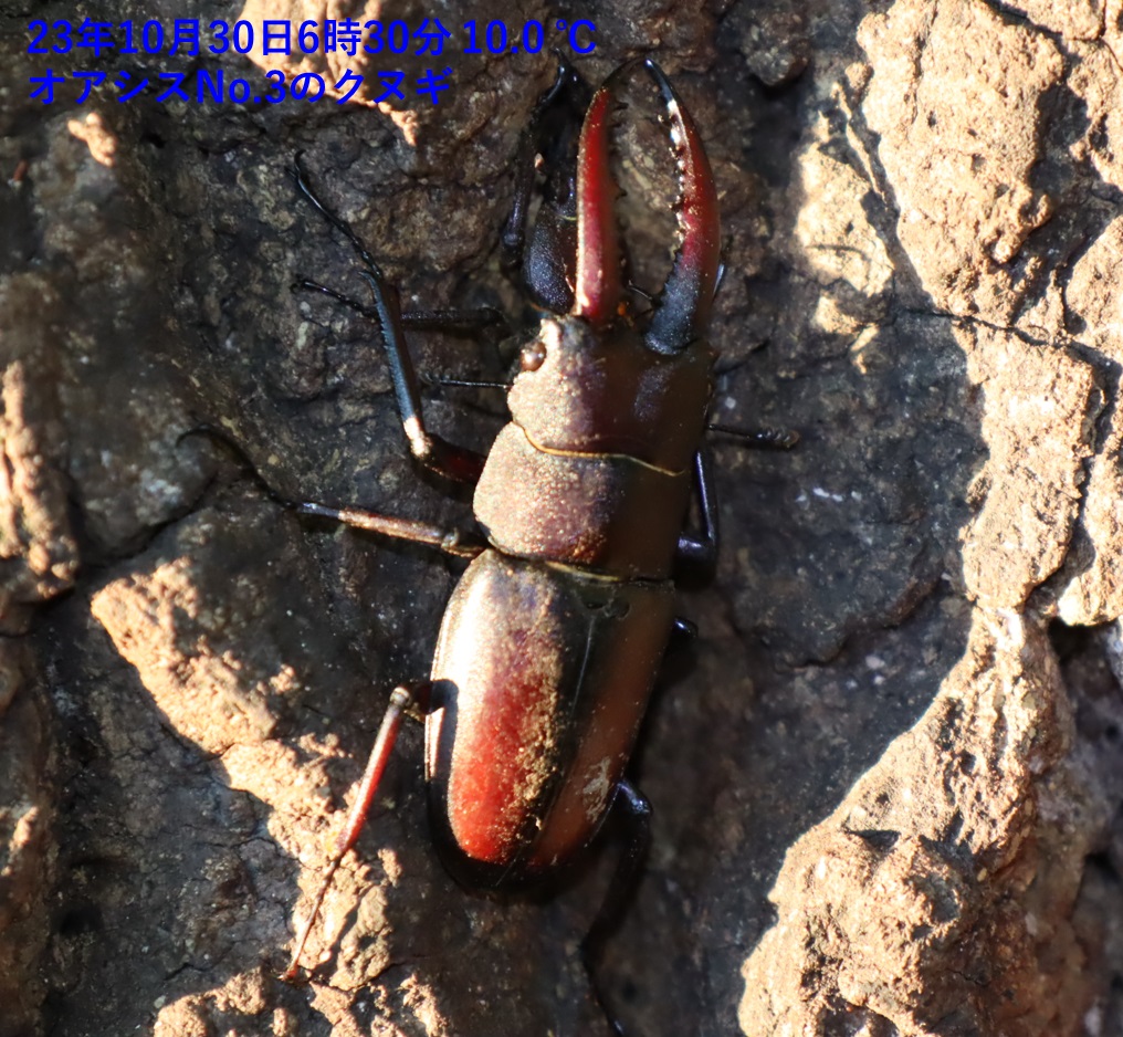 ノコギリクワガタのペア_No.3のクヌギ_クワガタ達のオアシス_2023年10月30日6時30分 気温10.0度